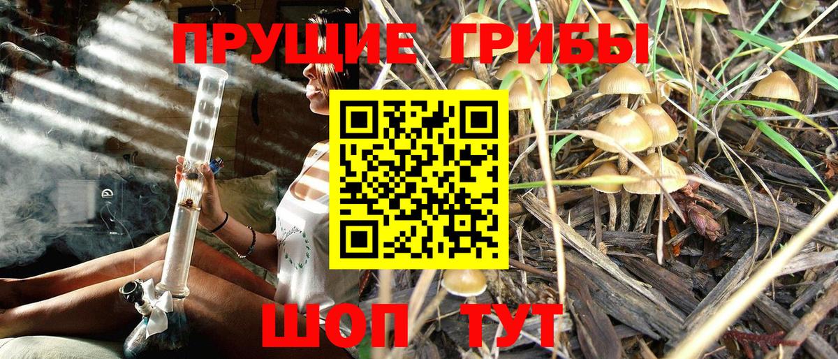 Псилоцибиновые грибы прущие грибы Кубинка